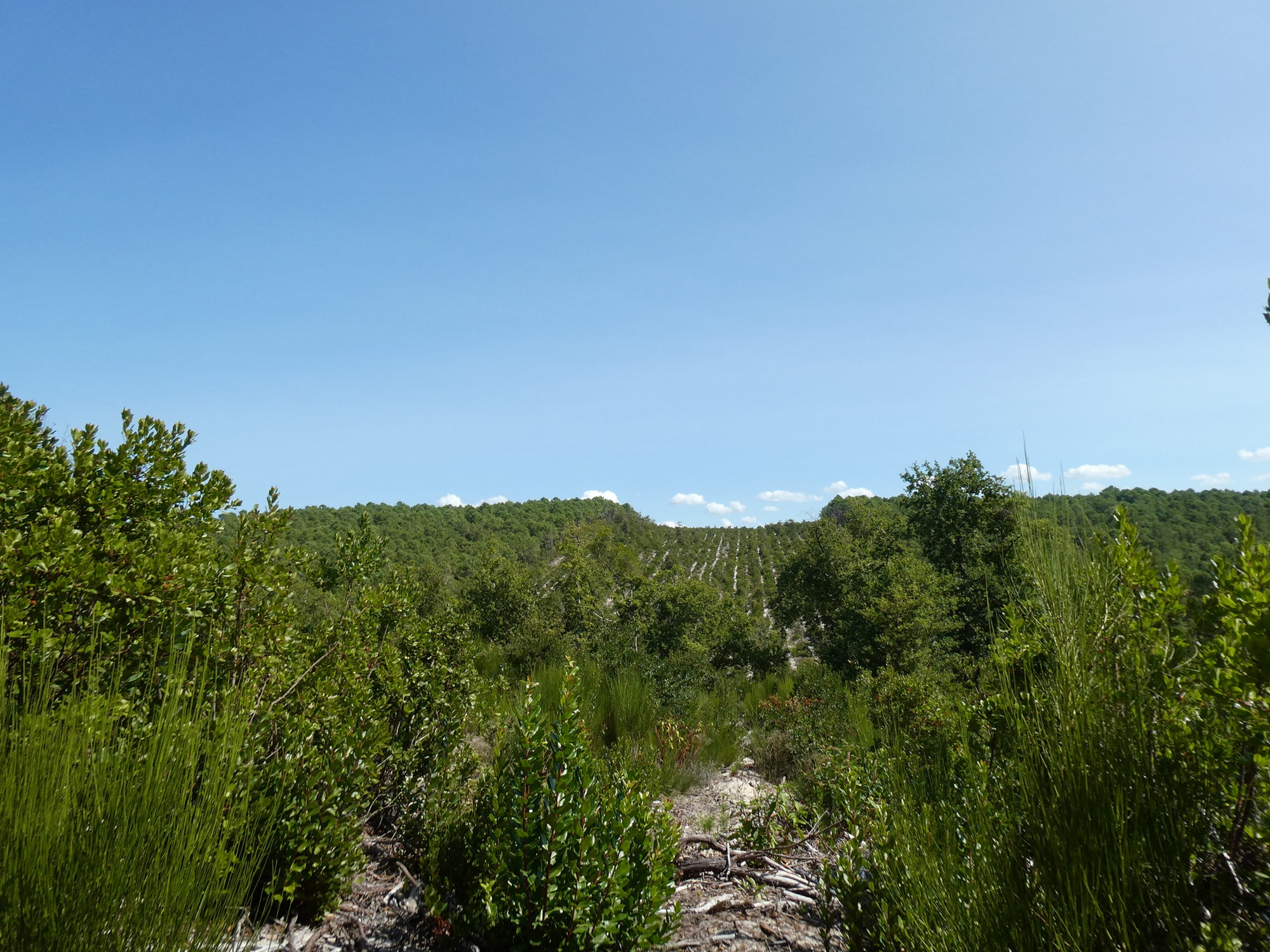 DROP - MERVEILLE DES LANDES BIO - Soin de peau Sensible Régénération Intégrale-6